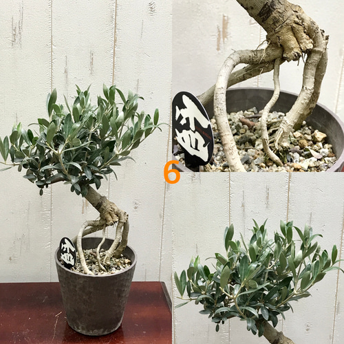 根上がり♡ 盆栽 オリーブの木 souju セントキャサリン 4号 その他