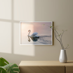 ゴージャス 朝焼け 湖 白鳥 sunrise / インテリアポスター 海外アート /4589 5枚目の画像