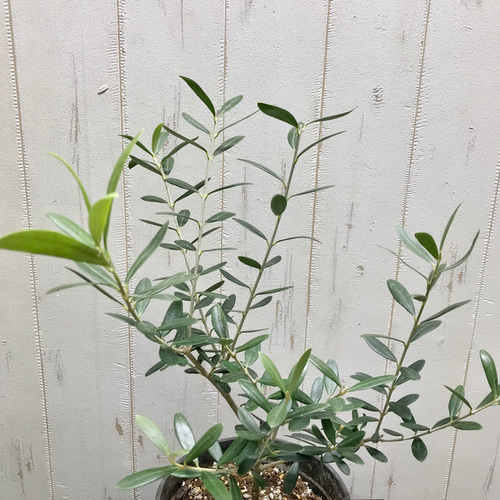 ヒ*ロ様 オリーブの木,た植物/観葉植物ネバディロブランコ 幹太綺麗な樹形、樹高 樹形良好♪ オリーブの木 ネバディロブランコ 5号スリット鉢 その他