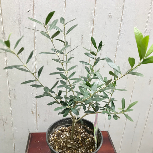 オリーブの木,た植物/観葉植物ネバディロブランコ 幹太綺麗な樹形、樹高約210㌢ 樹形良好♪ オリーブの木 ネバディロブランコ 5号スリット鉢 その他