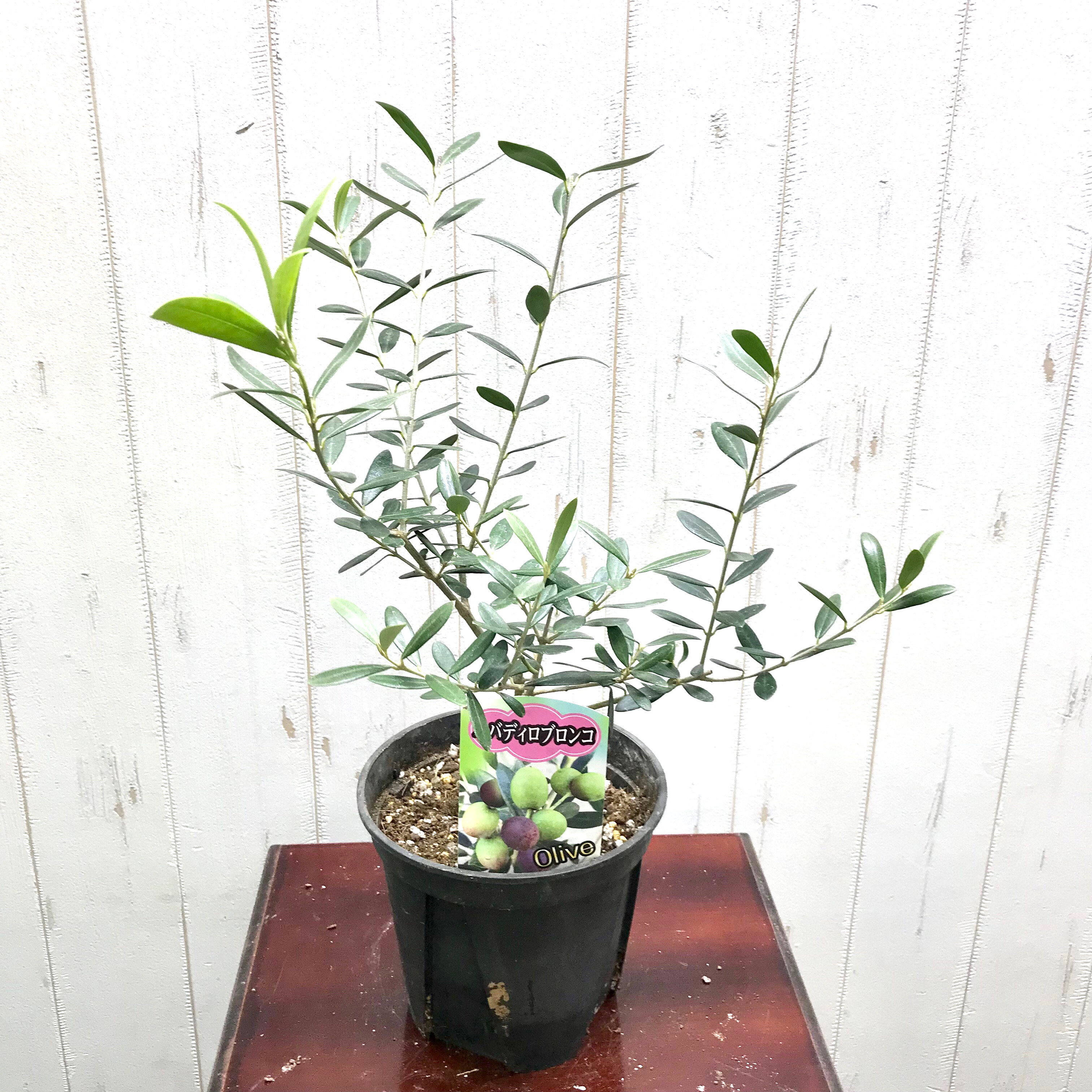 現品　創樹　オリーブの木　オリーブ　ネバディロブランコ　7　観葉植物　インテリア 観葉植物 おしゃれ：オリーブの木 *（7号）ネバディロ ブランコ【SOUJU