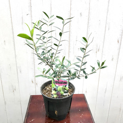 樹形良好♪ オリーブの木 ネバディロブランコ 5号スリット鉢 その他
