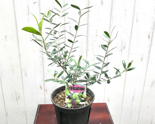 樹形良好♪ オリーブの木 ネバディロブランコ 5号スリット鉢 その他