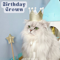 ミニ バースデークラウン wg×w mポ 100日、1歳、名入れ、王冠、誕生日、ハーフバースデー、犬、猫、うさぎ 1枚目の画像