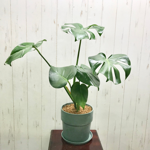 切れ込み良好♡ モンステラ アダンソニー Monstera adansonii 6
