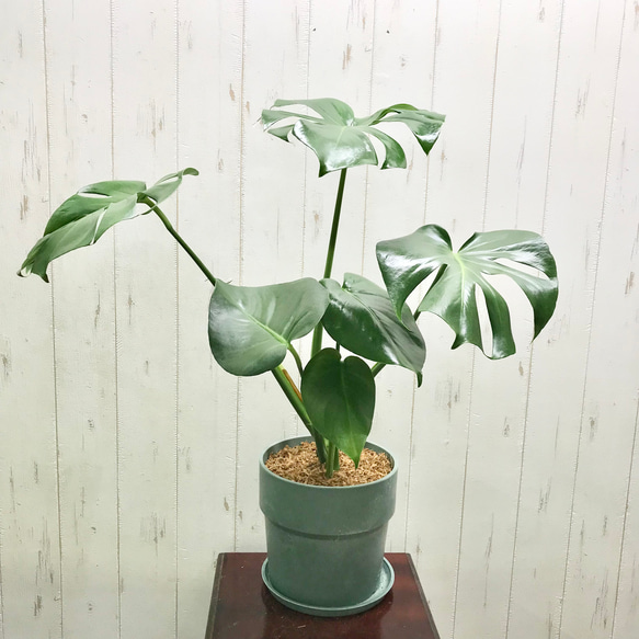 送料税込【AMY O】Monstera Pave Studs モンステラ(2色)国内発送 切れ込み良好♡ モンステラ アダンソニー Monstera adansonii 6