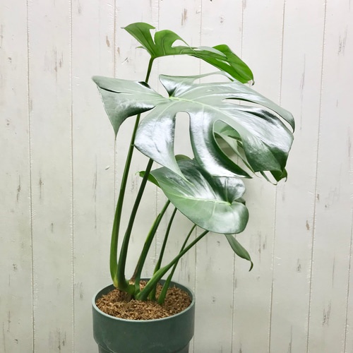 【70％OFF】 切れ込み良好♡ モンステラ アダンソニー Monstera adansonii 6 モンステラ・ポトス