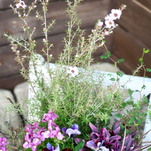 sale 凜とした佇まい 春の寄せ植え グラスファイバーの鉢 ギョウリュウ