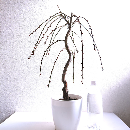 梅の木 imgrc0074152267.jpg