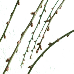 ●限定2点●新作●『コンパクトな梅の木』美樹形　希少●　”しだれ梅（花咲き）鉢/受け皿セット”　観葉植物　ギフト 4枚目の画像