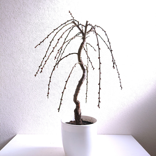 梅　置物　珍木   古美術 木工芸 | 古美術ささき