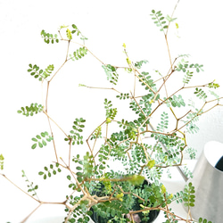 ●数量限定●新作● ”ソフォラ・リトルベイビー メルヘンの木　アッシュグレー鉢/受け皿セット（セメント製）”　観葉植物 5枚目の画像