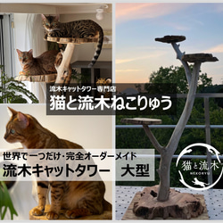 猫と流木ねこりゅう】完全オーダーメイド 流木キャットタワー 猫と流木ねこりゅう】完全オーダーメイド 流木キャットタワー