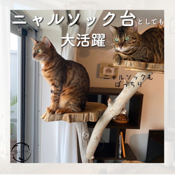 【猫と流木ねこりゅう】完全オーダーメイド　流木キャットタワー大型タイプ 13枚目の画像