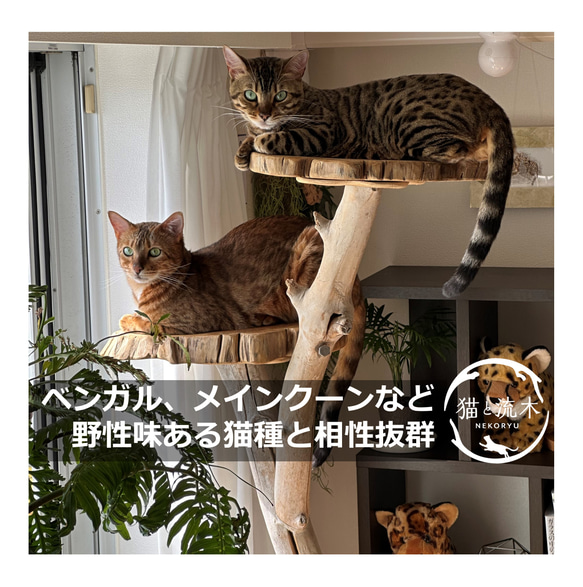 【猫と流木ねこりゅう】完全オーダーメイド　流木キャットタワー大型タイプ 5枚目の画像
