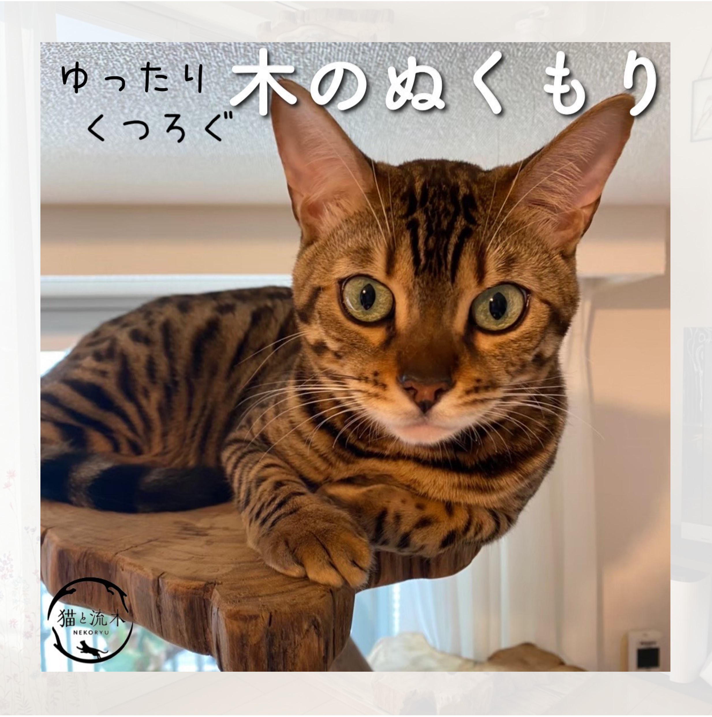 【猫と流木ねこりゅう】完全オーダーメイド　流木キャットタワー大型タイプ