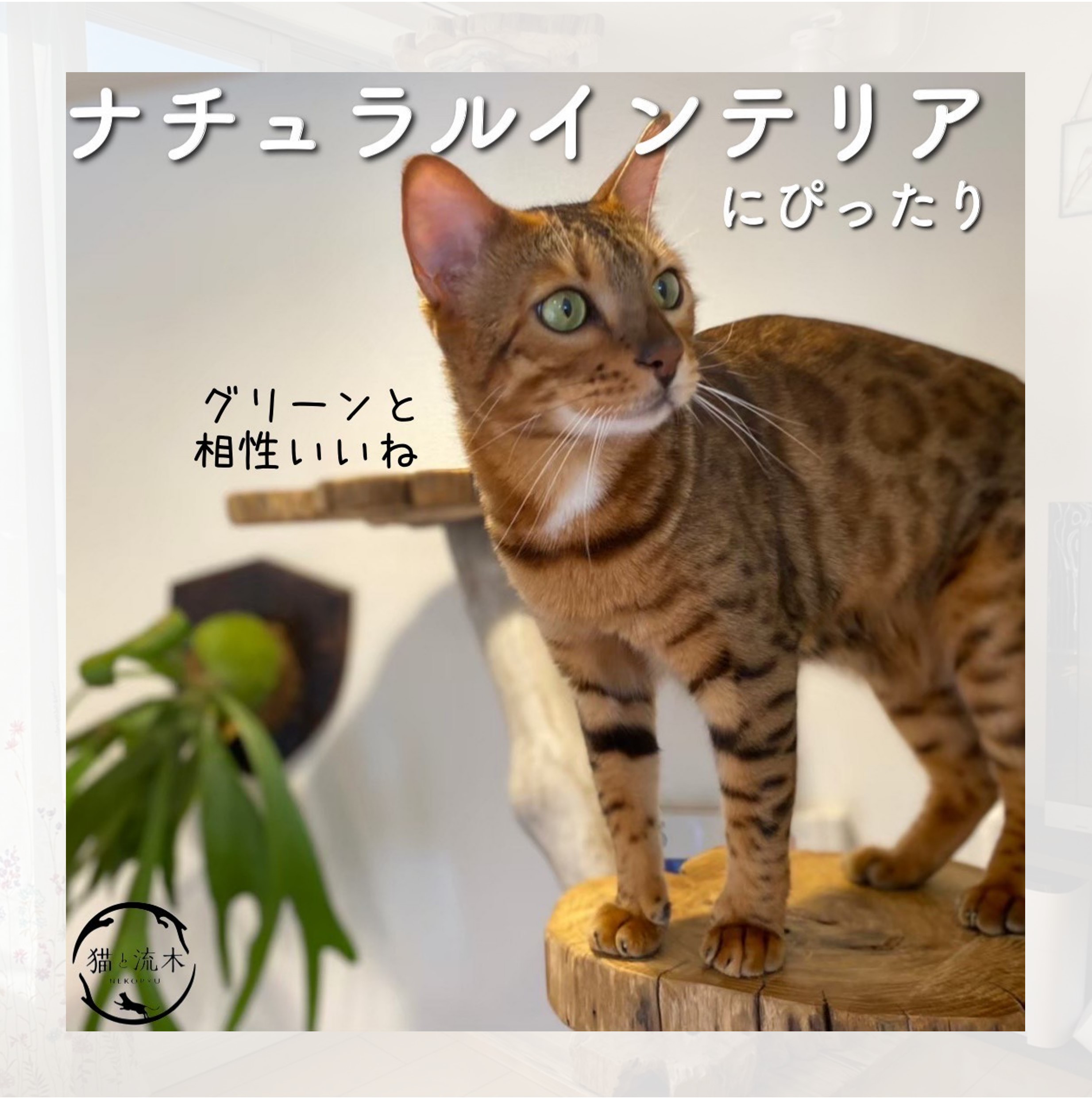 【猫と流木ねこりゅう】完全オーダーメイド　流木キャットタワー大型タイプ