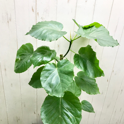 螺旋状♡ 曲がり樹形 フィカス ウンベラータ セメント鉢 その他