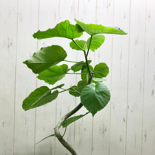 螺旋状♡ 曲がり樹形 フィカス ウンベラータ セメント鉢 その他