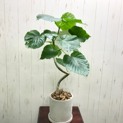 螺旋状♡ 曲がり樹形 フィカス ウンベラータ セメント鉢 その他