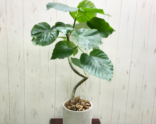 フィカス ウンベラータ 曲がり 大人気 観葉植物 実生 らせん