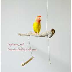 流木インテリア  シンプルな天然流木の小鳥の止まり木 吊り下げタイプ インコ 鳥 ブランコ 自然木 No.2 5枚目の画像