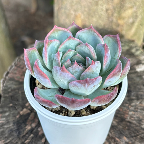 キャラリアン 多肉植物 多肉植物 kanomarihome 通販 15225515