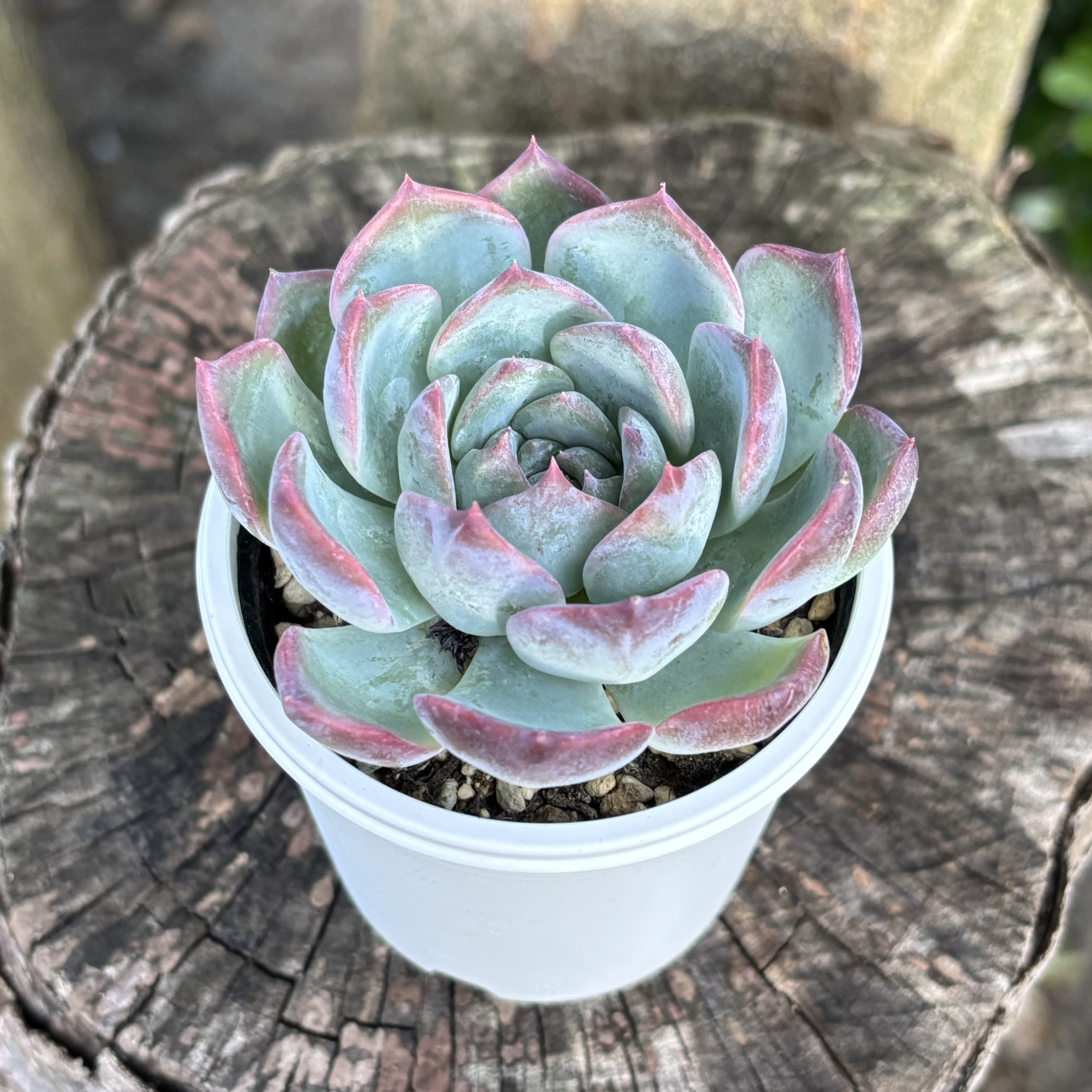 136. 多肉植物 キャラリアン 830円【抜き苗】 136. 多肉植物 キャラリアン 830円【抜き苗】 136. 多肉植物 キャラ