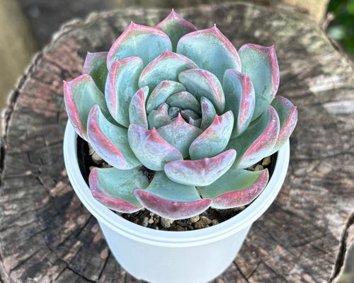 キャラリアン 多肉植物 多肉植物 kanomarihome 通販 15225515