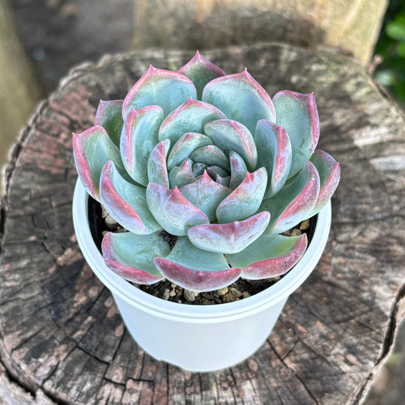 キャラリアン 多肉植物 多肉植物 kanomarihome 通販 15225515｜Creema