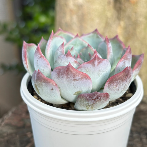 129. 多肉植物 キャラリアン 830円【抜き苗】 129. 多肉植物 キャラリアン 830円【抜き苗】 129. 多肉植物 キャラ