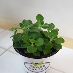光触媒　人工観葉植物　ウォールグリーン　フェイクグリーン　エバーフレッシュ185 光触媒 人工観葉植物 ウォールグリーン フェイクグリーン