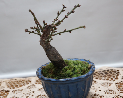 花梅 小品盆栽 蕾が沢山ついています。名称「日月」 ピンク色と