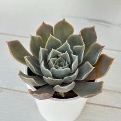 プルビナータ フロスティ エケベリア Echeveria Pluvinata