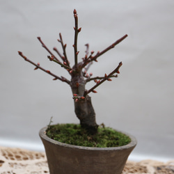 2-10 糸魚川の真柏 挿し木5年目 小品盆栽に制作用素材 盆栽 極 通販