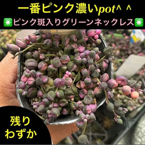 希少‼️ピンク斑入りグリーンネックレス✳️根付きとcut✳️【通称