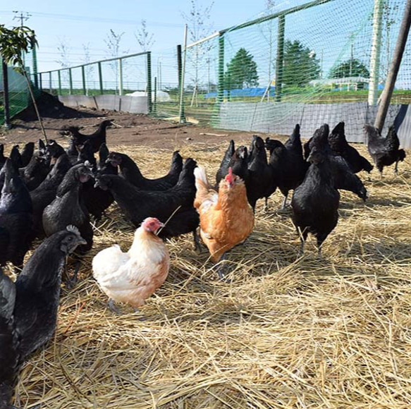 北海道 ～お米を食べて育つ平飼い卵～ 水芭蕉卵8個入＋割れ保障４玉【作品紹介文をご確認ください。】 11枚目の画像