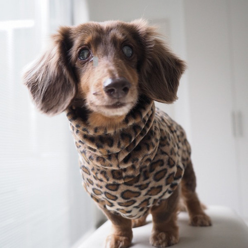 犬服 スタイリッシュなダックスちゃんのハイネックタンクトップ