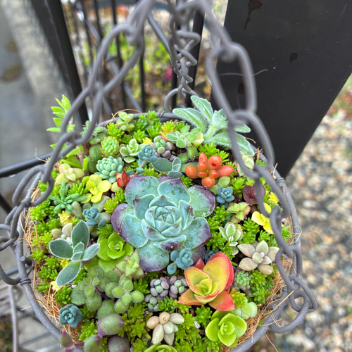 ❤︎人気商品復活❤︎︎多肉植物寄せ植えハンギング バスケットつるし