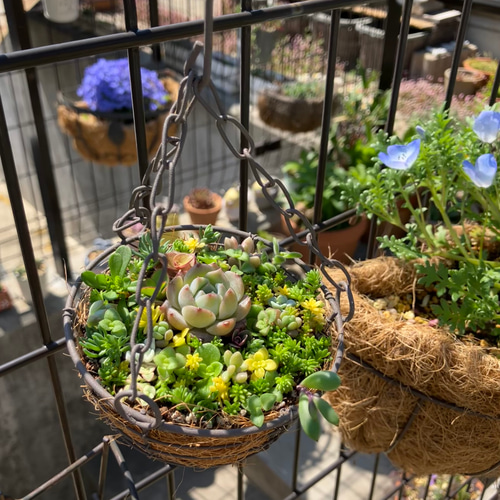 ❤︎人気商品復活❤︎︎多肉植物寄せ植えハンギング バスケットつるし