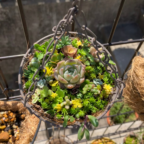 ❤︎人気商品復活❤︎︎多肉植物寄せ植えハンギング バスケットつるし