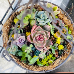 1）❤︎多肉植物寄せ植えハンギング バスケットつるしてかわいい❤︎  そのまま飾れる 韓国苗❤︎ 5枚目の画像