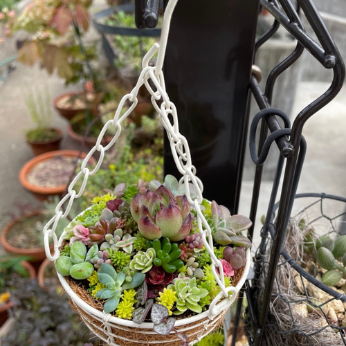 多肉植物寄せ植えバスケット
