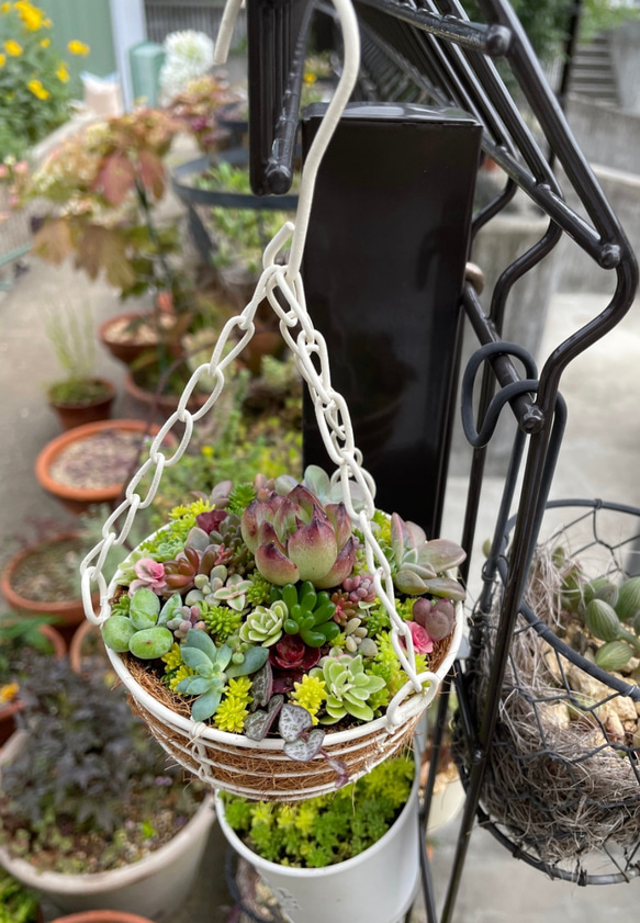 ❤︎人気商品復活❤︎︎多肉植物寄せ植えハンギング バスケットつるし