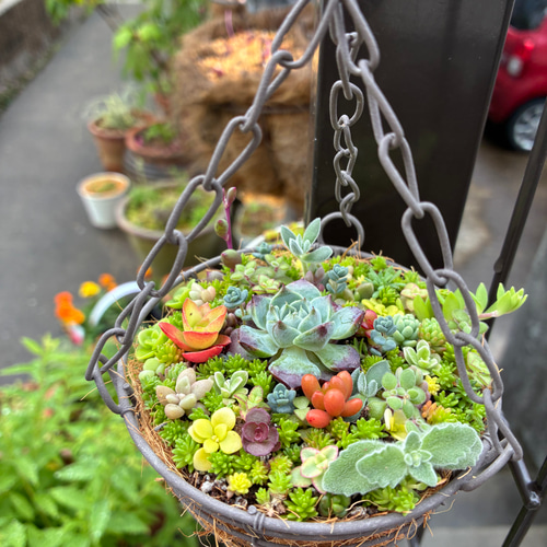 ❤︎人気商品復活❤︎︎多肉植物寄せ植えハンギング バスケットつるし