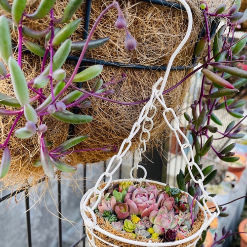 寄せ植え　多色葉ハンギング (スタンド付)　ハンギングバスケット 寄せ植え 多色葉ハンギング (スタンド付) ハンギングバスケット