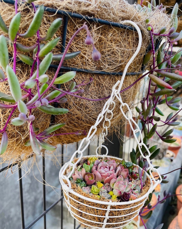 1）❤︎多肉植物寄せ植えハンギング バスケットつるしてかわいい❤︎  そのまま飾れる 韓国苗❤︎ 2枚目の画像