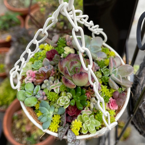 寄せ植え　多色葉ハンギング (スタンド付)　ハンギングバスケット 楽天市場】ハンギングスタンド ハンギングバスケット 寄せ植え