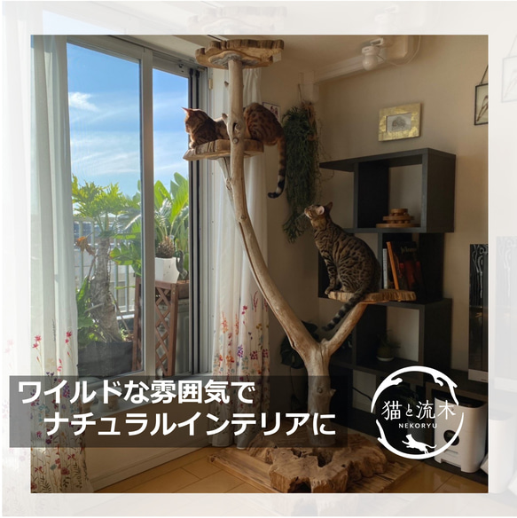 【猫と流木ねこりゅう】完全オーダーメイド　流木キャットタワー中型タイプ 2枚目の画像