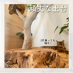 【猫と流木ねこりゅう】完全オーダーメイド　流木キャットタワー中型タイプ 15枚目の画像